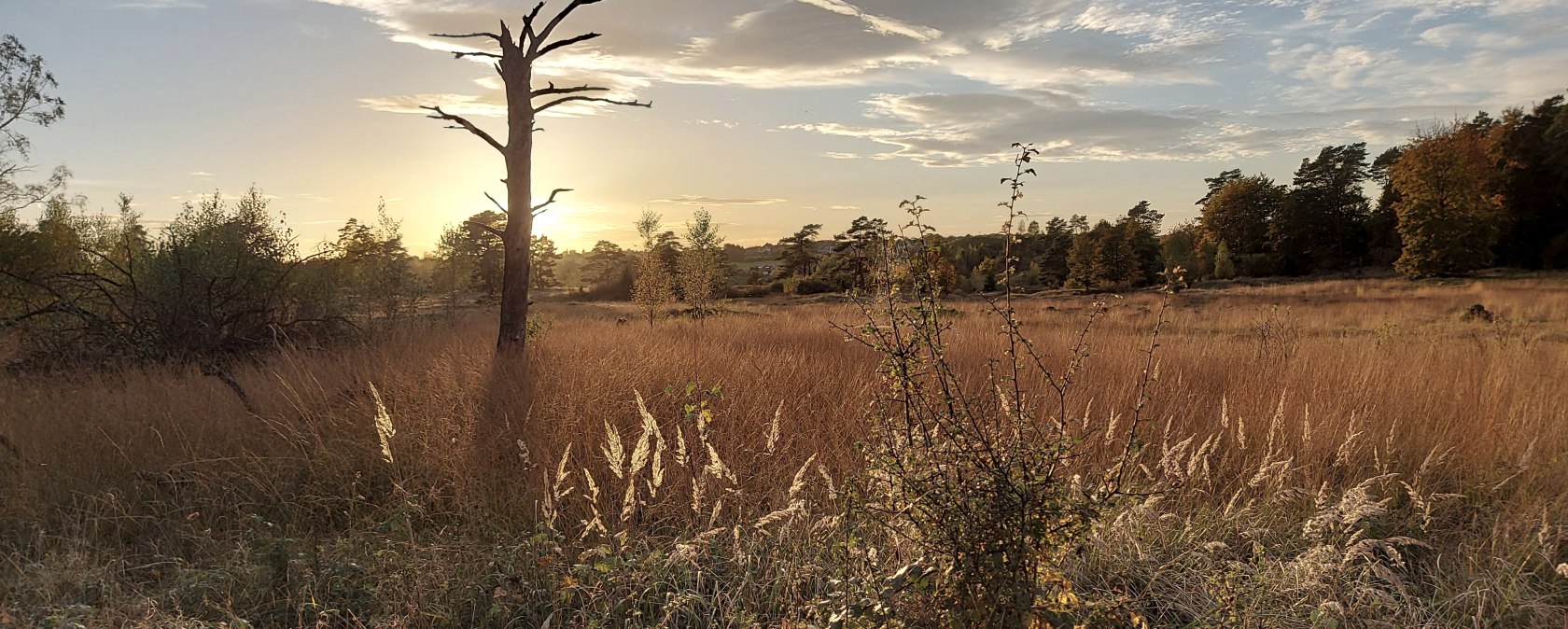 Abendstimmung Oktober (co) Thei&szlig;en-Braun