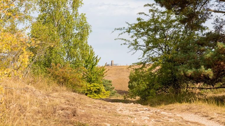 Ein schmaler Weg führt durch eine herbstliche Landschaft mit Bäumen. Im Hintergrund ist eine Hügelkuppe mit einem Bauwerk sichtbar.