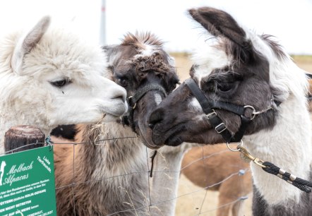Lama und Alpaka, &copy; Eifel Tourismus GmbH, AR - shapefruit AG