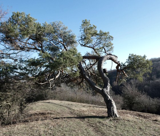 Kiefer, &copy; Eifel heimisch