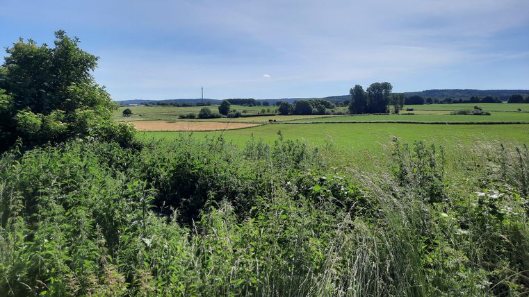 Eine grüne Landschaft mit Feldern und Bäumen unter einem klaren Himmel. Im Hintergrund sind sanfte Hügel zu sehen.
