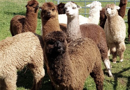 Gruppe Alpakas, &copy; Familie Kelleners