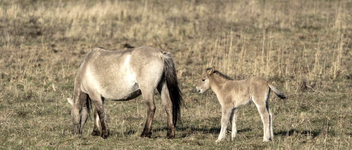 Wildpferde mit Fohlen auf der Sophienh&ouml;he., &copy; RWE Power AG
