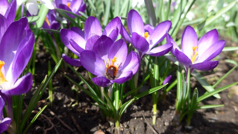Eine Gruppe lila Krokusse blüht im Sonnenlicht. Eine Biene sitzt auf einer der Blumen.