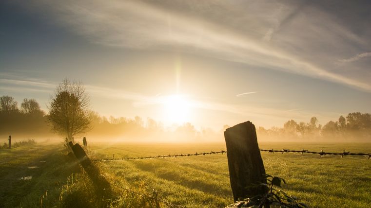 Morgennebelstimmung bei Niederzier-Krauthausen