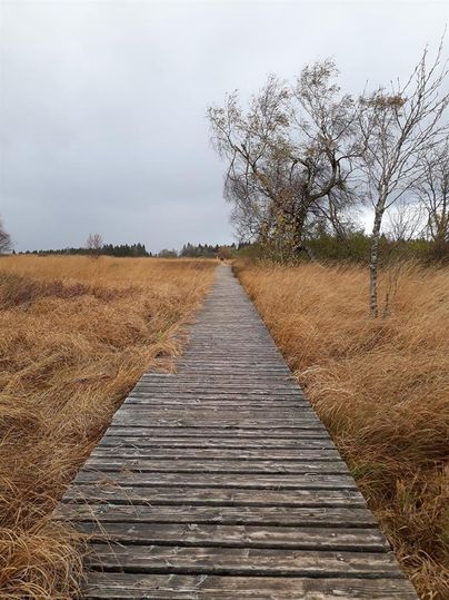 Ein Holzsteg führt durch eine strohige Landschaft unter einem grauen Himmel. Im Hintergrund sind vereinzelt Bäume zu sehen.