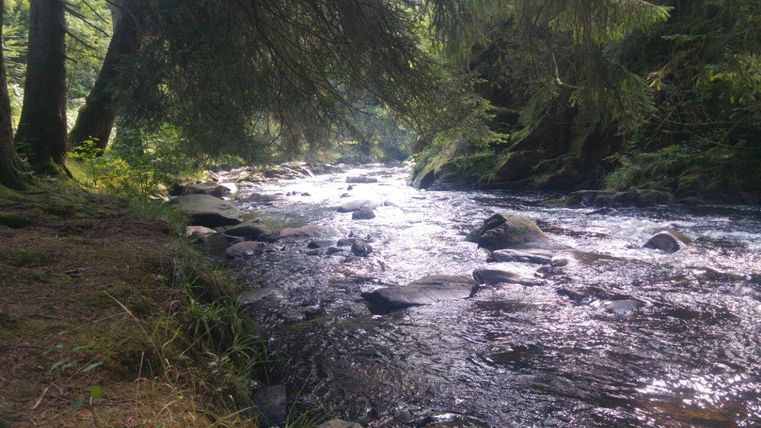 Ein ruhiger Fluss fließt durch einen Wald mit hohen Bäumen. Das Wasser glänzt im Sonnenlicht.