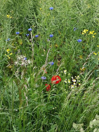 Ein buntes Feld mit vielen verschiedenen Blumen in Blau, Gelb und Rot. Grüne Gräser umgeben die blühenden Pflanzen.