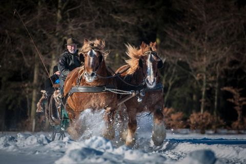 Ein Reiter lenkt zwei Pferde, die durch den Schnee laufen. Die Szene ist von einer winterlichen Waldlandschaft umgeben.