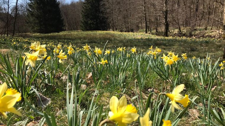 Ein wunderschönes Feld mit vielen gelben Narzissen blüht im Frühling. Im Hintergrund stehen einige Kiefern und der Himmel ist klar.