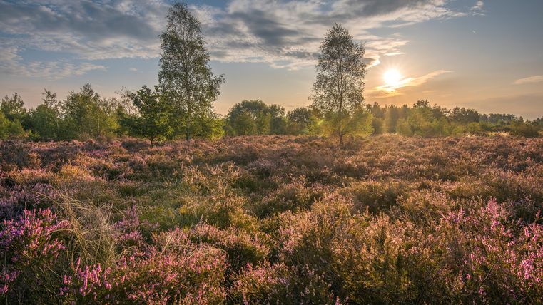 Heideblüte in der Drover Heide