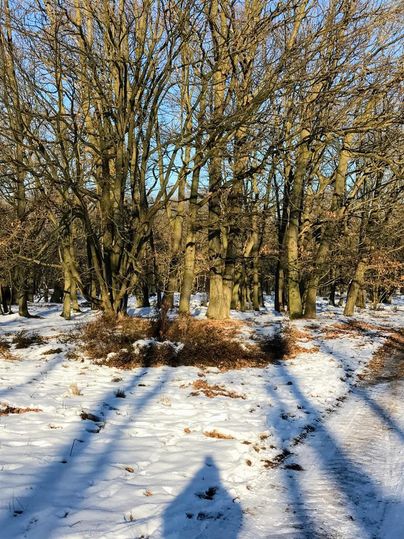Ein winterlicher Wald mit schneebedecktem Boden und kahlen Bäumen. Lange Schatten fallen auf den Schnee.