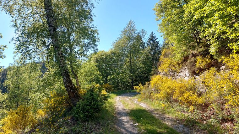 Ein malerischer Weg umgeben von grünen Bäumen und bunten Sträuchern. Die Sonne scheint und schafft eine einladende Atmosphäre.