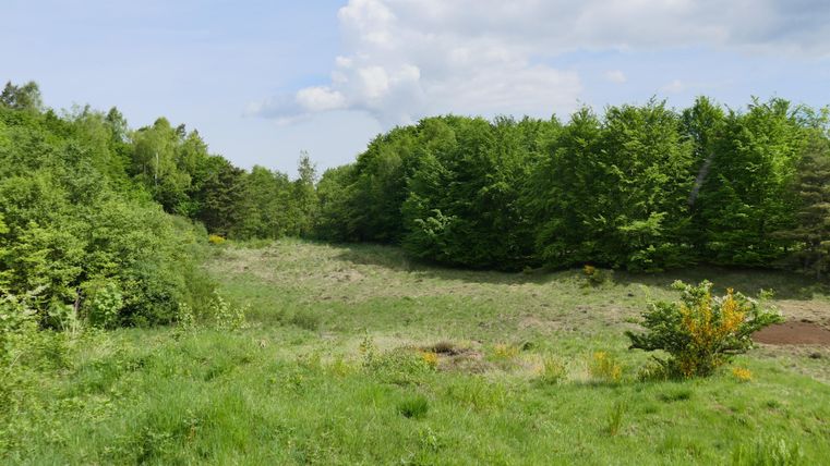 Eine grüne Wiese umgeben von Bäumen. Der Himmel ist klar mit einigen Wolken.