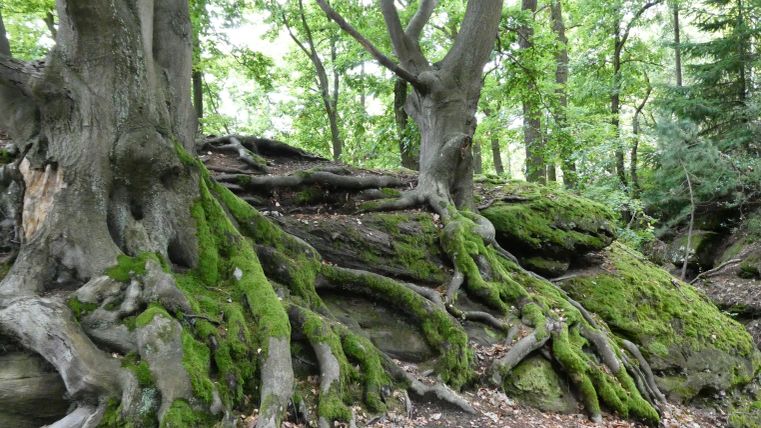 Ein dichter Wald mit alten Bäumen und moosbedeckten Wurzeln. Die grüne Umgebung strahlt Ruhe und Natürlichkeit aus.