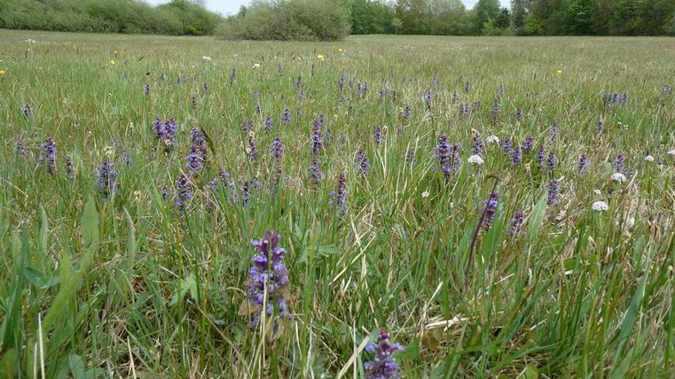 Eine Wiese mit lila Blüten und grünem Gras. Im Hintergrund sind Bäume und ein bewölkter Himmel zu sehen.