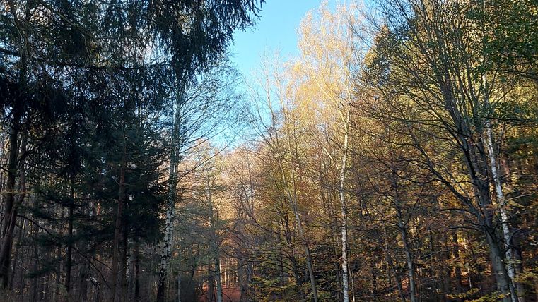 Ein malerischer Waldweg mit buntem Herbstlaub und klarem Himmel. Die Bäume stehen dicht beieinander und schaffen eine ruhige Atmosphäre.