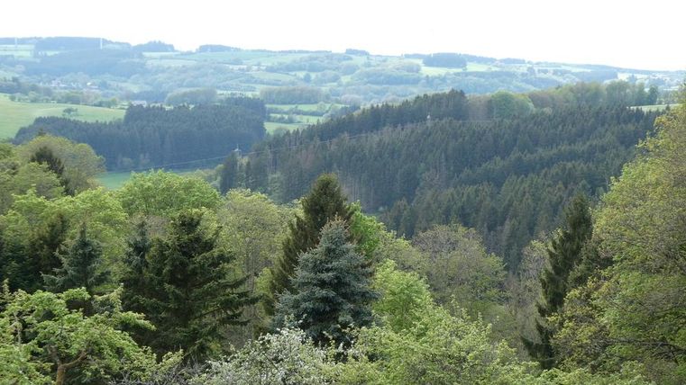 Eine grüne Landschaft mit vielen Bäumen und sanften Hügeln. Der Himmel ist bewölkt, was eine ruhige Atmosphäre schafft.