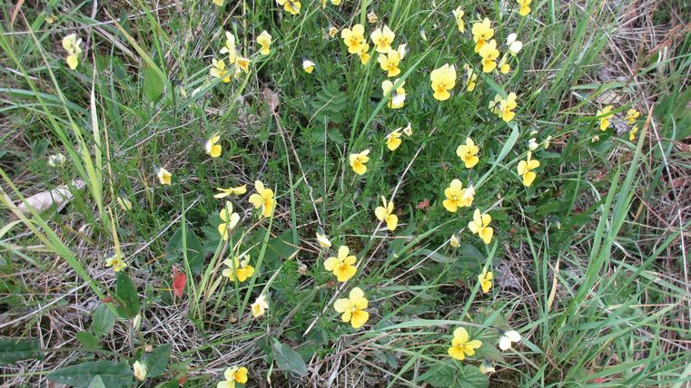 Ein Feld mit gelben Blumen, umgeben von grünem Gras. Die Pflanzen blühen lebhaft und verleihen der Landschaft Freude.