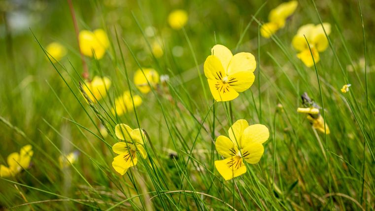 Eine Wiese mit vielen gelben Blumen. Die Blumen stehen in schönem Kontrast zum grünen Gras.