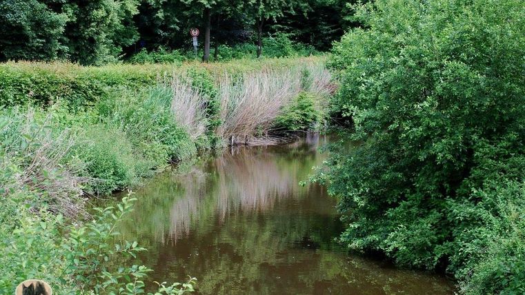 Ein ruhiger Fluss, umgeben von dichtem Grün und hohem Gras. Die Wasseroberfläche spiegelt die umgebende Natur wider.