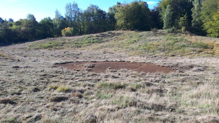 Eine natürliche Wiese mit hohem Gras und vereinzelten Bäumen im Hintergrund. Auf dem Boden ist eine kahle Fläche zu sehen.