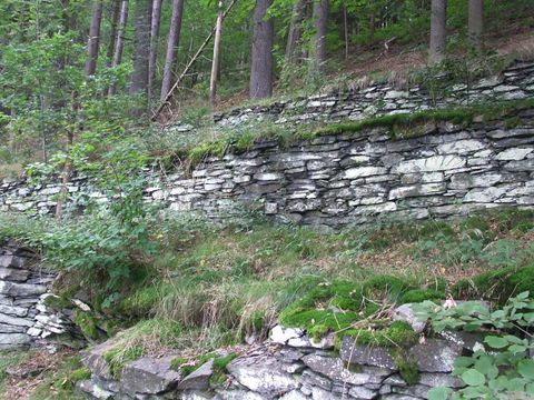 Eine natürliche Steinmauer, die mit Gras und Pflanzen bewachsen ist. Im Hintergrund sind hohe Bäume im Wald sichtbar.
