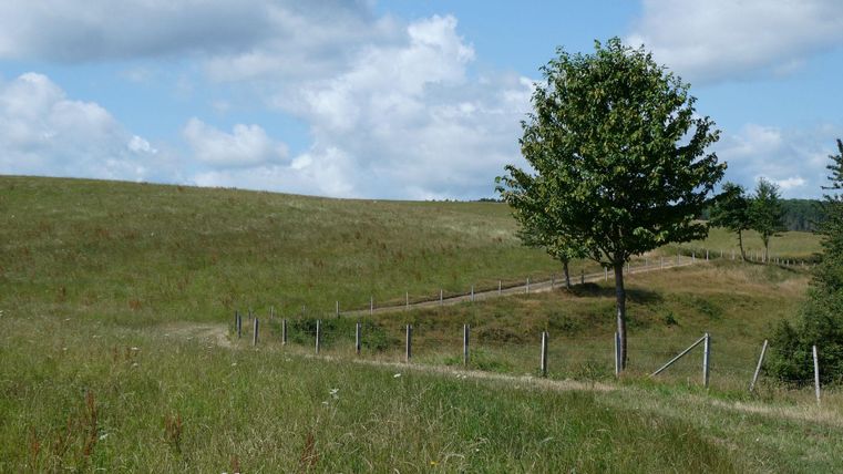 Eine weitläufige Wiese mit einer einzelnen Baum und einem hügeligen Hintergrund. Der Himmel ist klar mit einigen Wolken.
