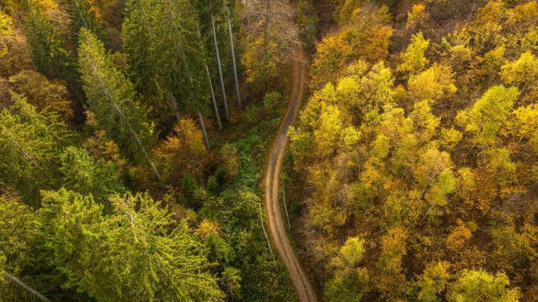 Luftbild von einem Wald im Herbstlaub. Quer durch das Bild schlängelt sich ein Waldweg.