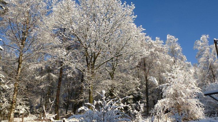 Ein winterlicher Wald mit schneebedeckten Bäumen und einem klaren blauen Himmel. Die Landschaft strahlt Ruhe und Schönheit aus.