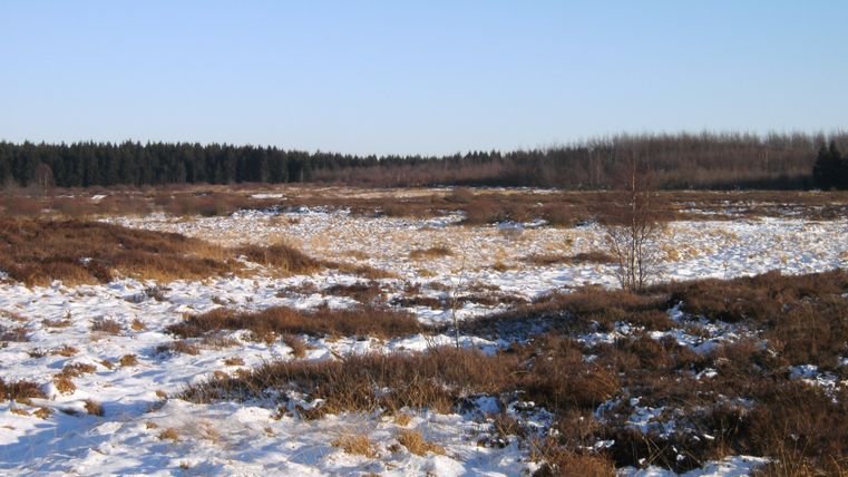 Eine winterliche Landschaft mit Schnee und trockenem Gras. Im Hintergrund sind Nadelbäume sichtbar.
