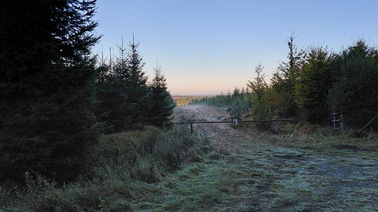 Ein ruhiger Waldweg mit Tannenbäumen und einer sanften Morgennebelstimmung. Der Himmel ist klar und zeigt einen sanften Farbverlauf.