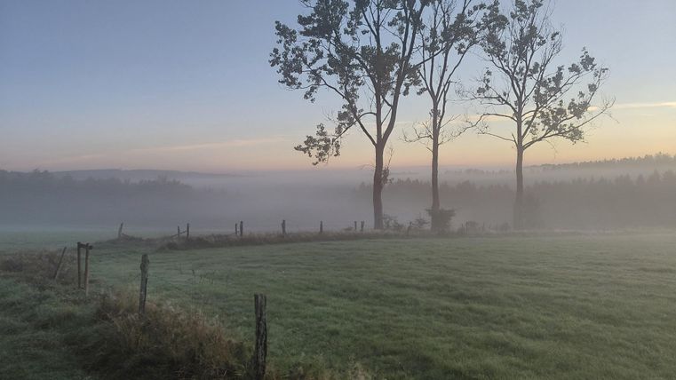 Eine neblige Landschaft mit hohen Bäumen im Hintergrund. Das sanfte Licht des Sonnenaufgangs verwandelt die Wiesen in ein ruhiges, mystisches Bild.