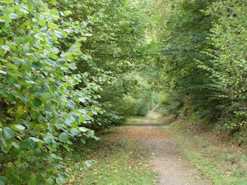 Ein schmaler Weg zwischen grünen Bäumen und Sträuchern. Die Atmosphäre ist ruhig und einladend.