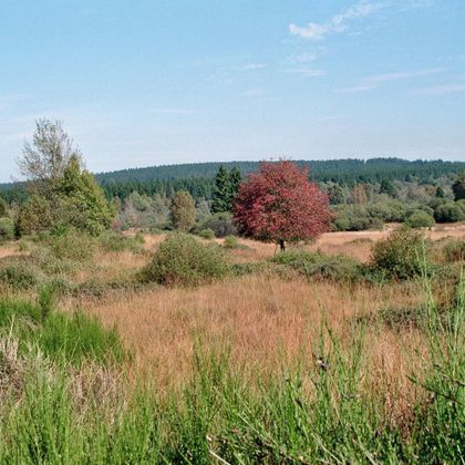 Eine weitläufige Landschaft mit grünen Sträuchern und hohen Gräsern. Im Hintergrund steht ein einzelner roter Baum unter einem klaren blauen Himmel.