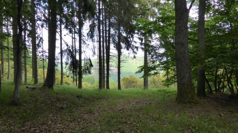 Ein Wald mit hohen Bäumen und einer offenen Fläche im Vordergrund. Der Blick reicht auf sanfte Hügel im Hintergrund.