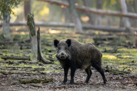 Ein Wildschwein steht in einem Waldgebiet. Die Umgebung ist ruhig mit Bäumen im Hintergrund.