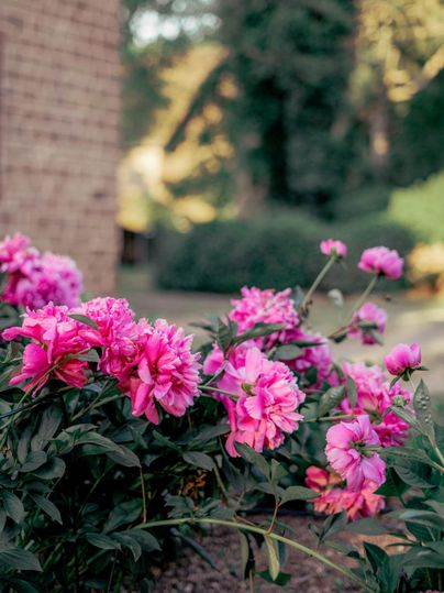 Pinke Pfingstrosen blühen üppig im Garten. Im Hintergrund sind grüne Bäume zu sehen.