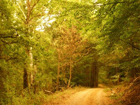Ein ruhiger Waldweg umgeben von Bäumen in verschiedenen Grüntönen. Die wärmenden Farben des Herbstes verleihen der Szene eine friedliche Atmosphäre.