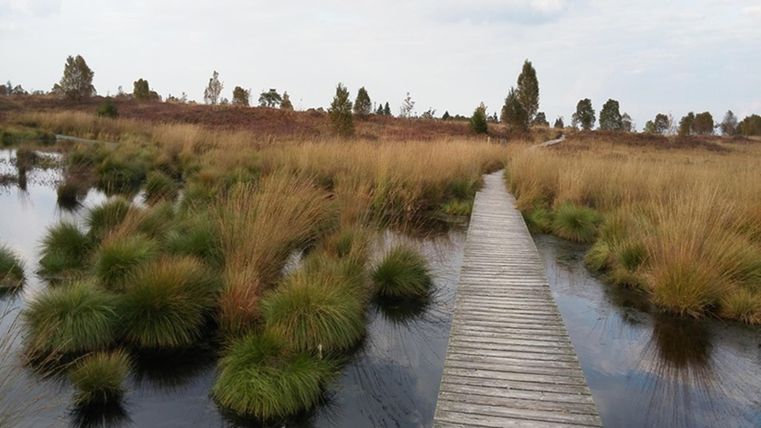 Ein Holzsteg führt durch ein Sumpfgebiet mit hohen Gräsern und Gewässern. Die Landschaft wirkt ruhig und natürlich.
