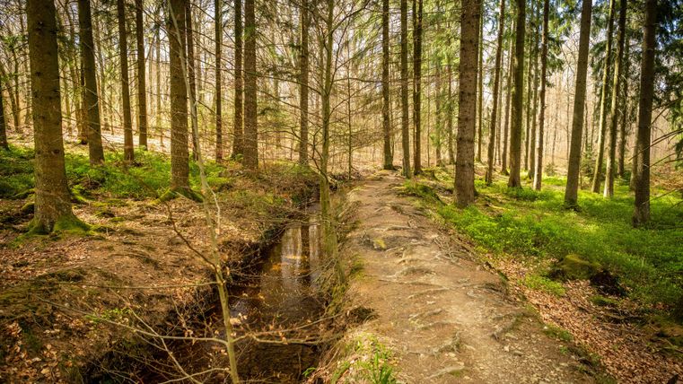 Ein schmaler Pfad führt durch einen Wald mit hohen Bäumen. Ein kleiner Bach verläuft neben dem Weg und das Licht fällt sanft durch die Blätter.
