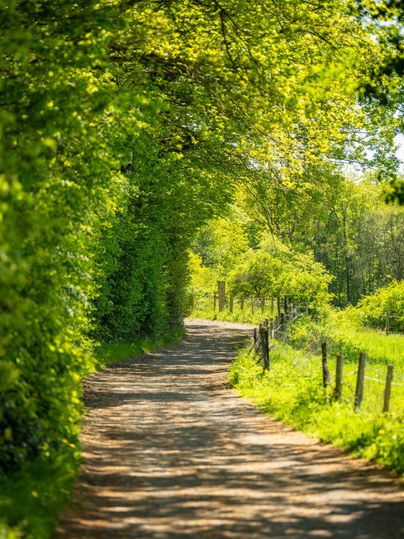 Ein idyllischer Weg, umgeben von grünen Bäumen und frischem Gras. Das Sonnenlicht dringt durch das Blätterdach und schafft eine ruhige Atmosphäre.