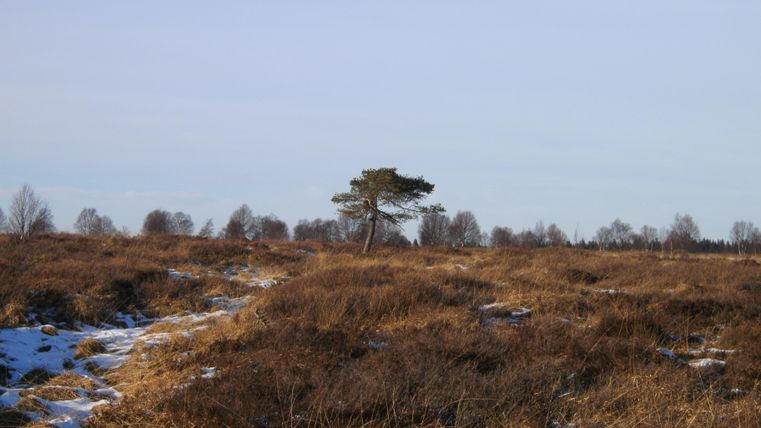 Eine kahle Landschaft mit einem einzelnen Baum im Vordergrund. Im Hintergrund sind kahle Bäume und ein klarer Himmel zu sehen.