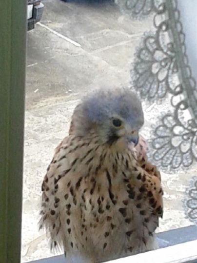 Ein Vogel sitzt auf dem Fensterbrett und schaut nach innen. Im Hintergrund sind einige Fahrzeuge sichtbar.