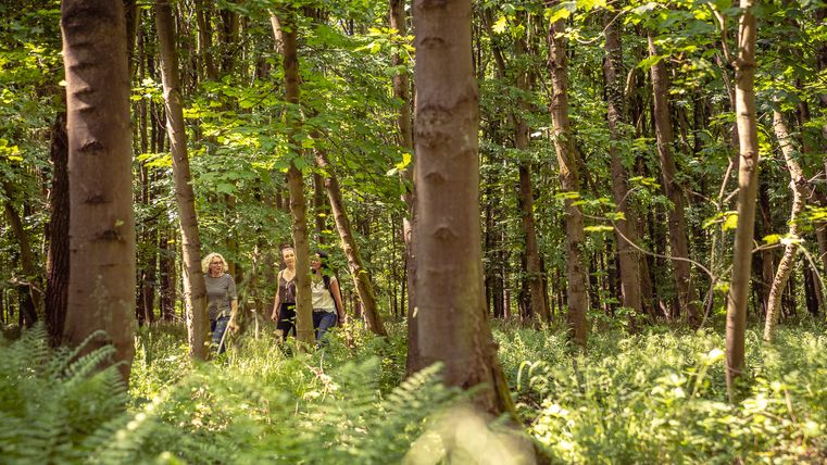 Wandern im Kellenberger Wald