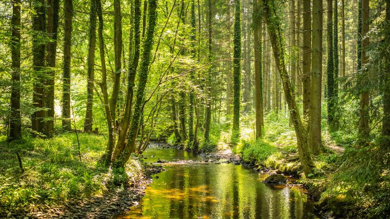 Ein ruhiger Wald mit grünen Bäumen und einem glitzernden Bach. Die Sonne scheint durch das Blätterdach und schafft eine friedliche Atmosphäre.