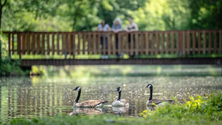 Am Entenweiher in Jülich-Barmen
