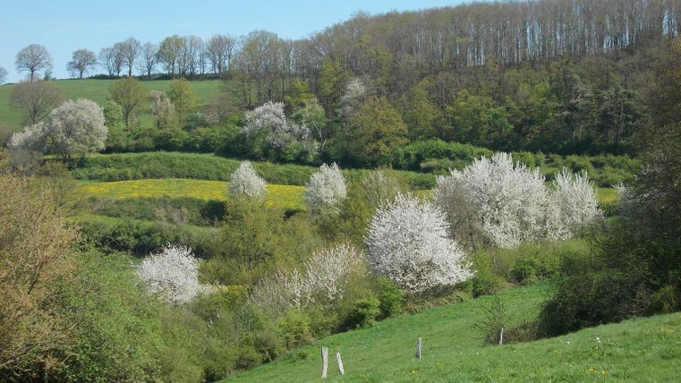 Eine schöne Landschaft mit grünen Wiesen und blühenden Bäumen. Im Hintergrund sind sanfte Hügel und ein klarer Himmel zu sehen.