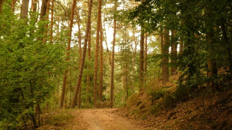 Ein ruhiger Waldweg, umgeben von hohen Bäumen und dichten Sträuchern. Das Licht fällt sanft durch das Blätterdach.