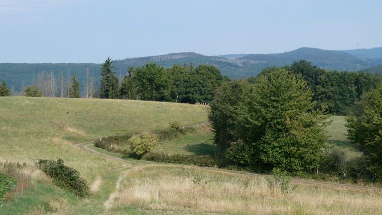 Eine grüne Wiese mit sanften Hügeln und Bäumen im Hintergrund. Der Himmel ist klar und blau.